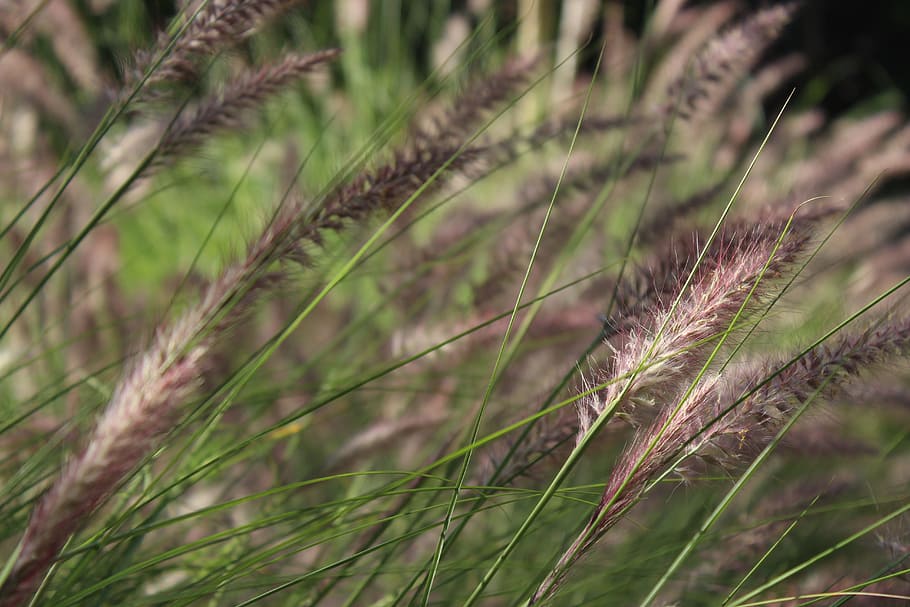White and Black Grasses in Close-up Photography, bloom, blooming HD wallpaper