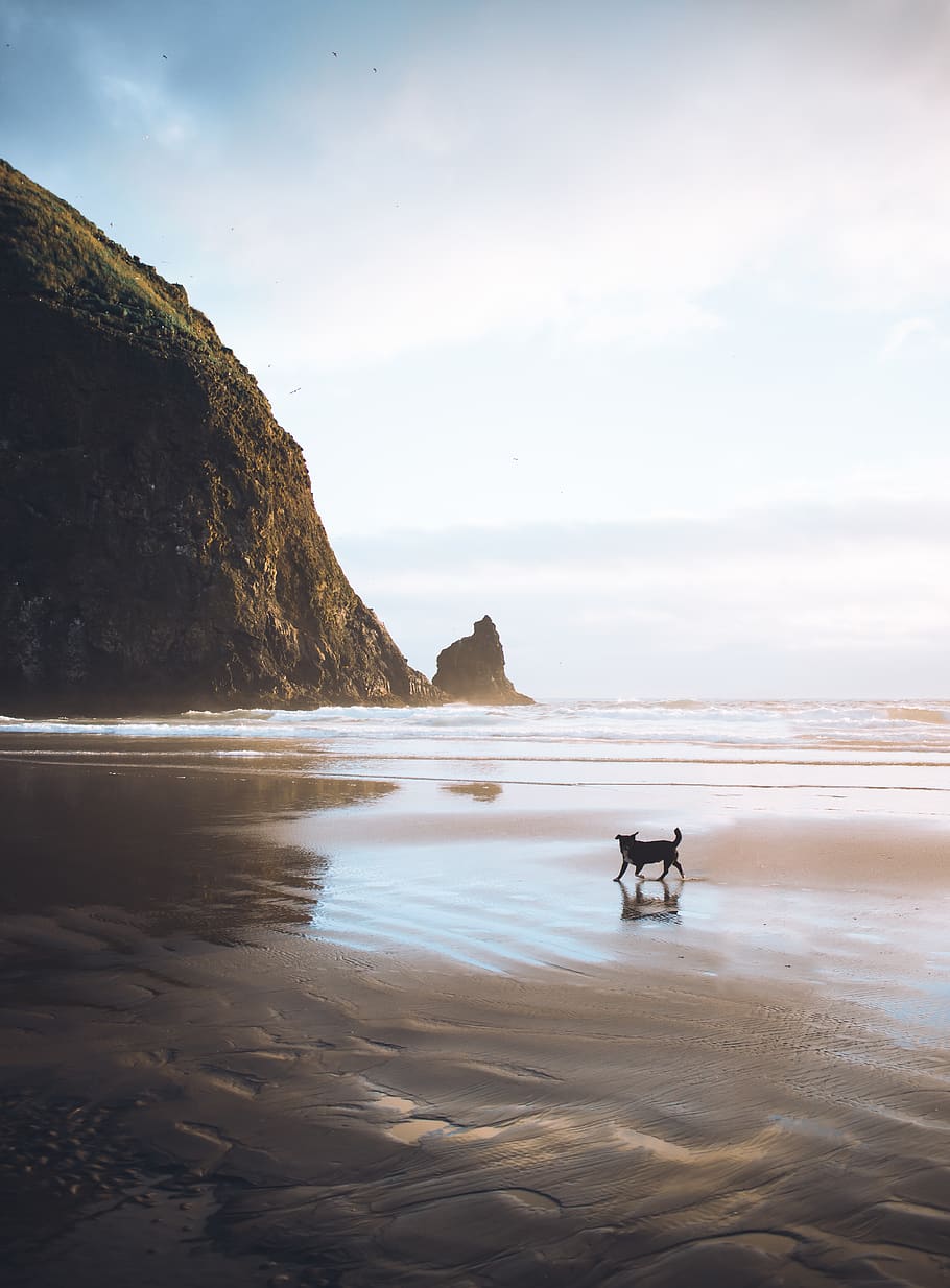 united states, haystack rock, dog, beach, waves, overcast, pacific northwest HD wallpaper