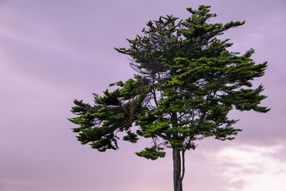 plant, tree, tree trunk, abies, fir, conifer, pine, spruce HD wallpaper