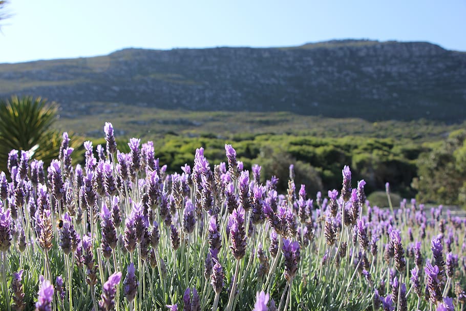 south africa, cape town, flowers, plants, purple, farm, mountain