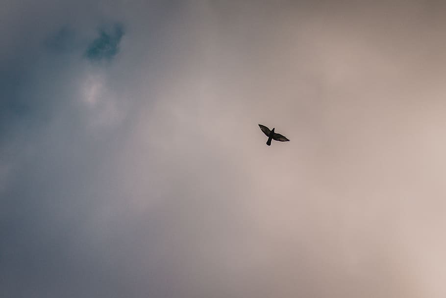 bird under white sky, switzerland, flying, low angle view, animals in the wild HD wallpaper