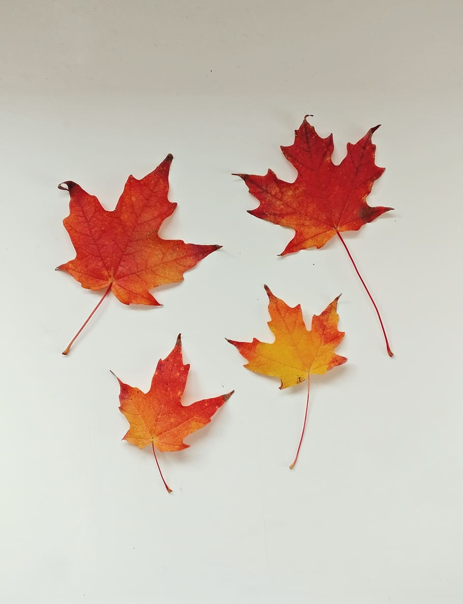 Fall, Leaves, Orange, Autumn, Wallpaper, Fall colours, Nature HD wallpaper
