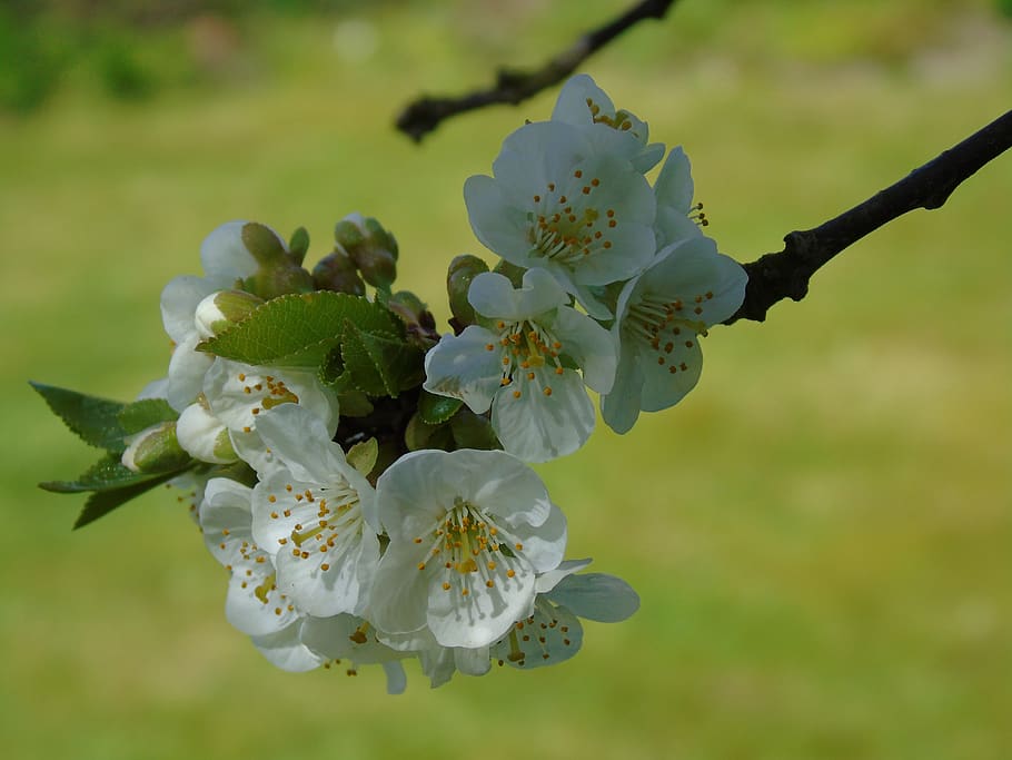 blossom, spring, cherry tree, flowering plant, fragility, vulnerability HD wallpaper
