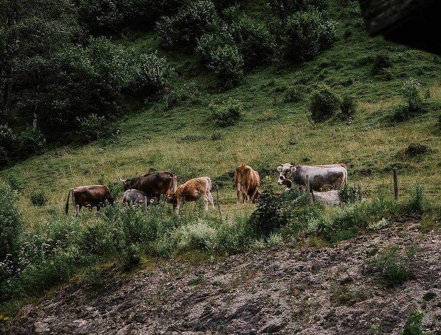 nature, alps, cow, plant, mammal, group of animals, tree, vertebrate HD wallpaper