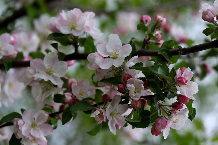 flowers, pink, casey, tree, spring, plants, bloom, flowering plant HD wallpaper