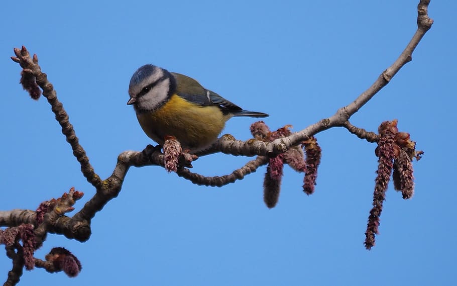 fauna, bird, nature, tree, animal, branch, animal themes, animal wildlife HD wallpaper