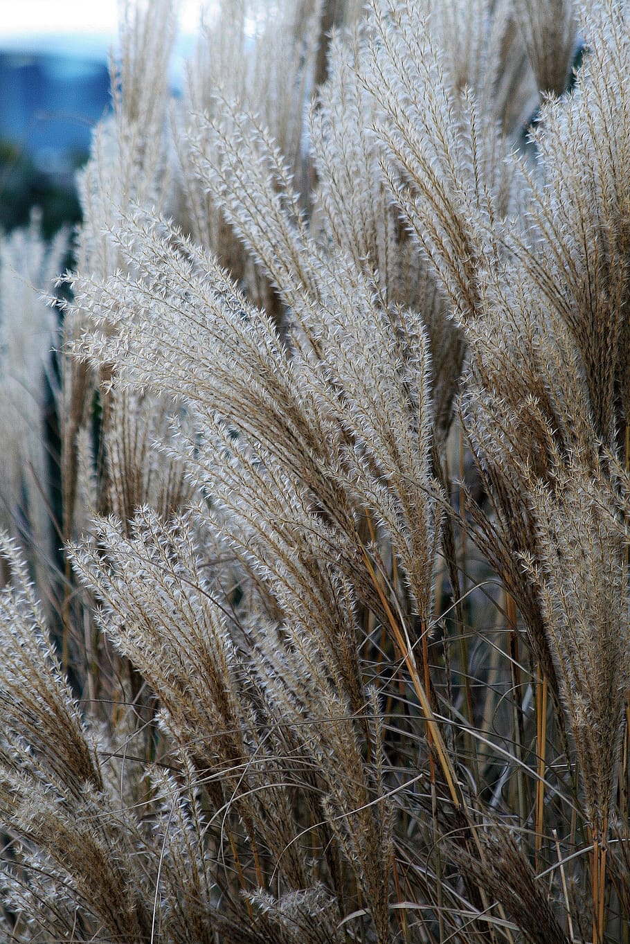 reed, sedge, part, the danube, swamps, weed, landscape, nature HD wallpaper