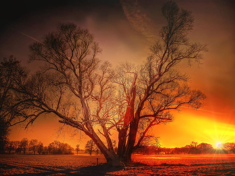 winter, sun, nature, landscape, snow, sky, sunset, cold, wintry HD wallpaper