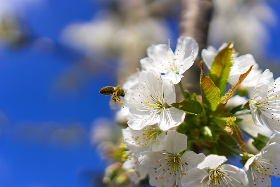 blossom, bloom, cherry, bee, insect, sprinkle, tree, spring HD wallpaper