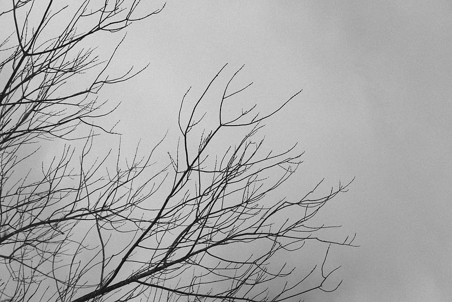 tree, sky, branch, branches, branches over sky, black and white HD wallpaper