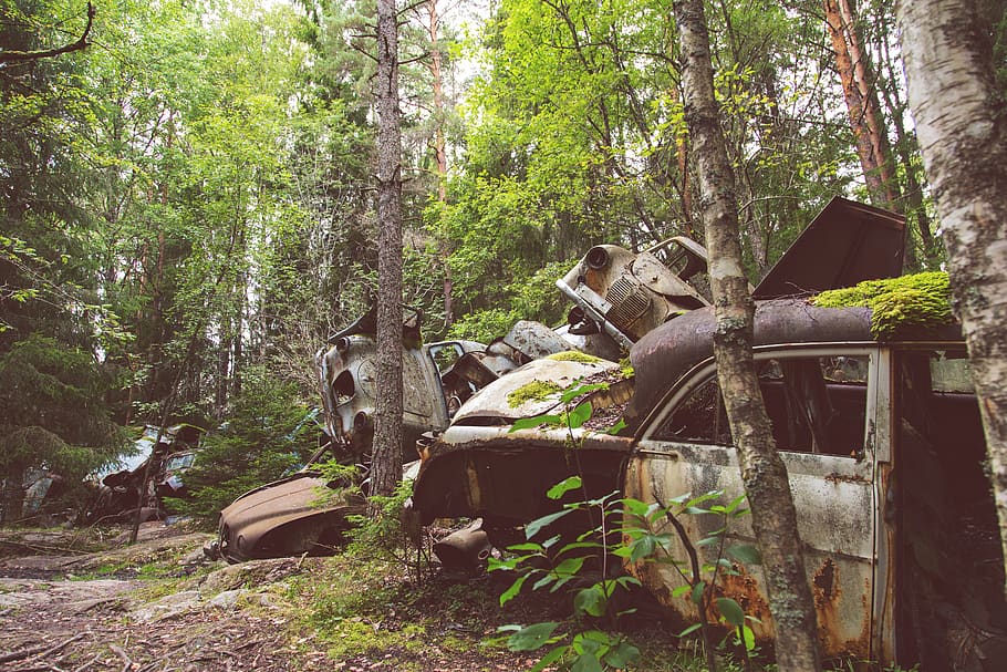 sweden, båstnäs, oldtimer, classic car, moss, trees, wood, HD wallpaper