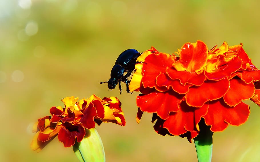black bug on red petaled flower, invertebrate, insect, animal wildlife HD wallpaper
