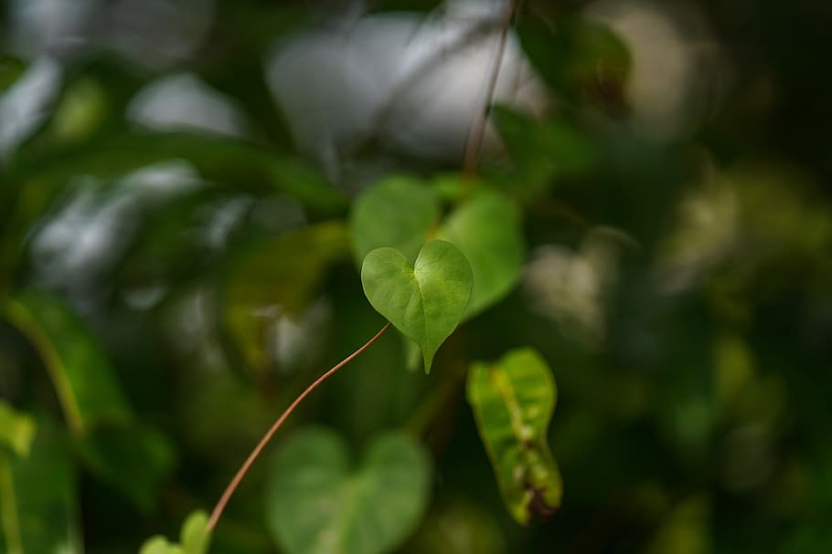 leaf, tree, close-up, nature, branch - plant part, lush foliage HD wallpaper