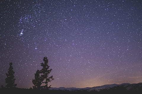 Silhouette of Spruce Trees Under Starry Night, astronomy, constellations HD wallpaper