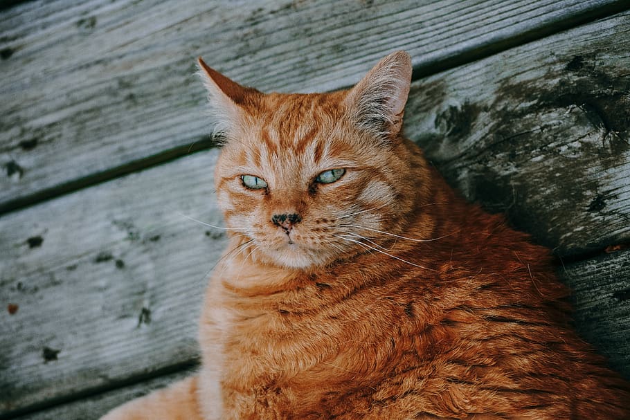 orange tabby cat, pet, animal, mammal, abyssinian, kitten, bokeh HD wallpaper