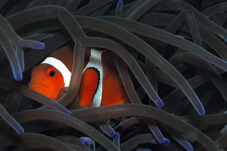 orange clownfish, animal wildlife, animals in the wild, animal themes HD wallpaper