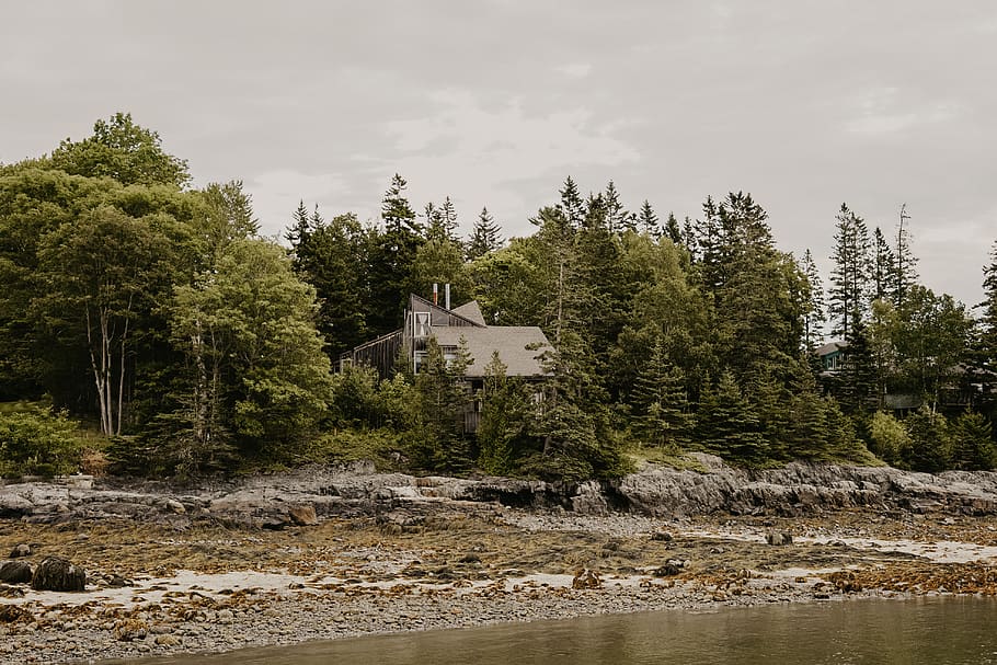 house surrounded by trees under gray sky, plant, abies, fir, outdoors HD wallpaper