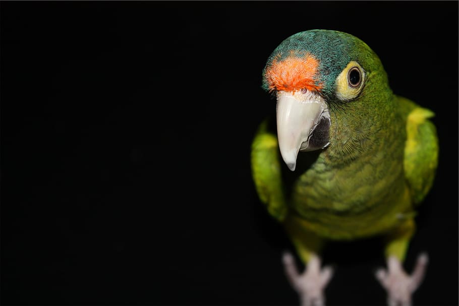 green, parrot, bird, one animal, vertebrate, animal themes HD wallpaper