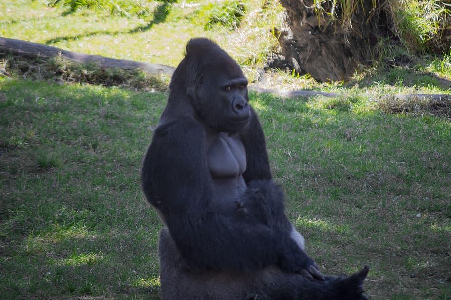 primate, mammal, animal wildlife, animals in the wild, one animal HD wallpaper