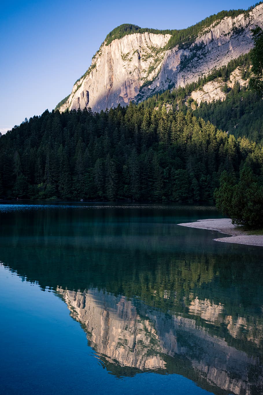 Green Pine Trees Near Body of Water, daylight, forest, landscape HD wallpaper