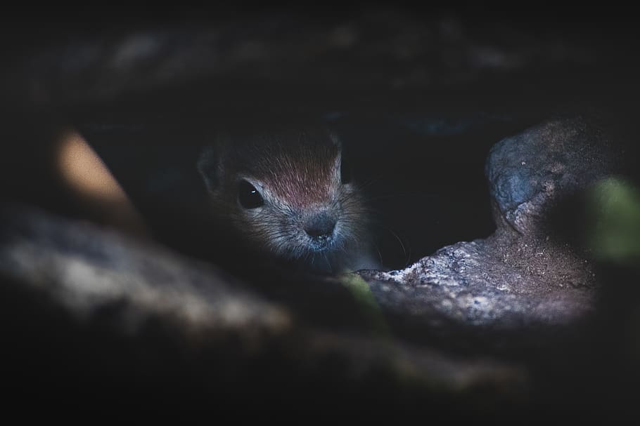brown squirrel on rocks, one animal, animal wildlife, mammal HD wallpaper