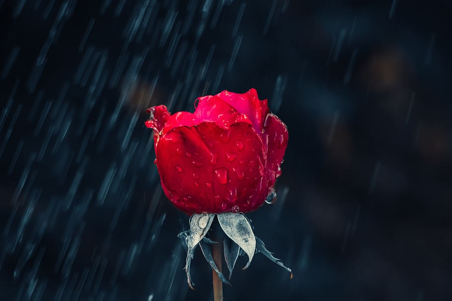 rose, red, drip, rain, leaf, wet, raindrop, nature, drop of water, HD wallpaper