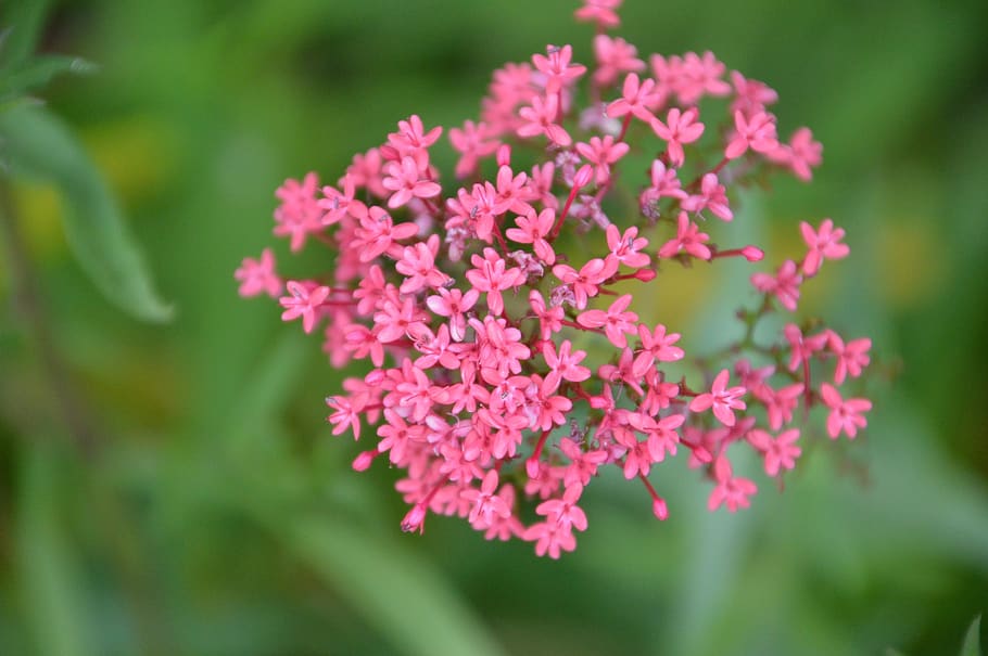 Вербена. Молочаи с розовыми соцветиями. Milkweed Plant. Валериана.