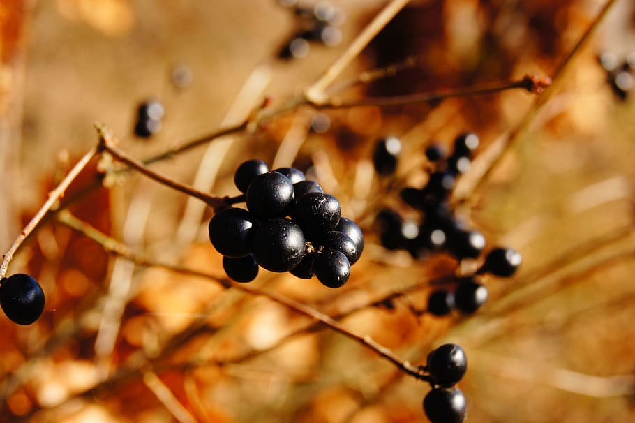 Blackberries, blur, close-up, cluster, delicious, fruits, nature HD wallpaper