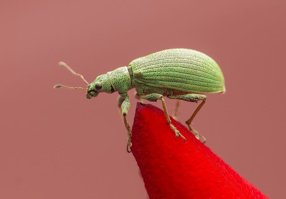 nature, insect, macro, garden, wildlife, red, one animal, animal themes HD wallpaper