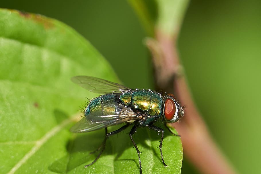 fly, leaf, macro, green, eye, close up, summer, insect, invertebrate HD wallpaper