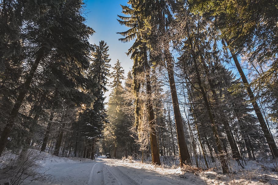 forest, snow, path, trees, fir, winter, cold, landscape, spruce HD wallpaper