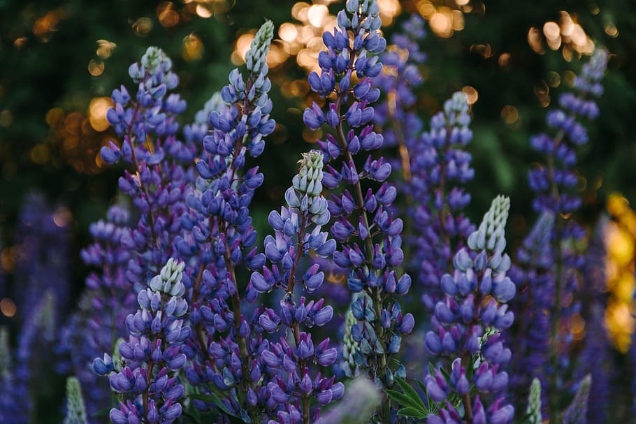 Hyacinth Buds, atmospheric, beautiful, blooming, blossom, color HD wallpaper