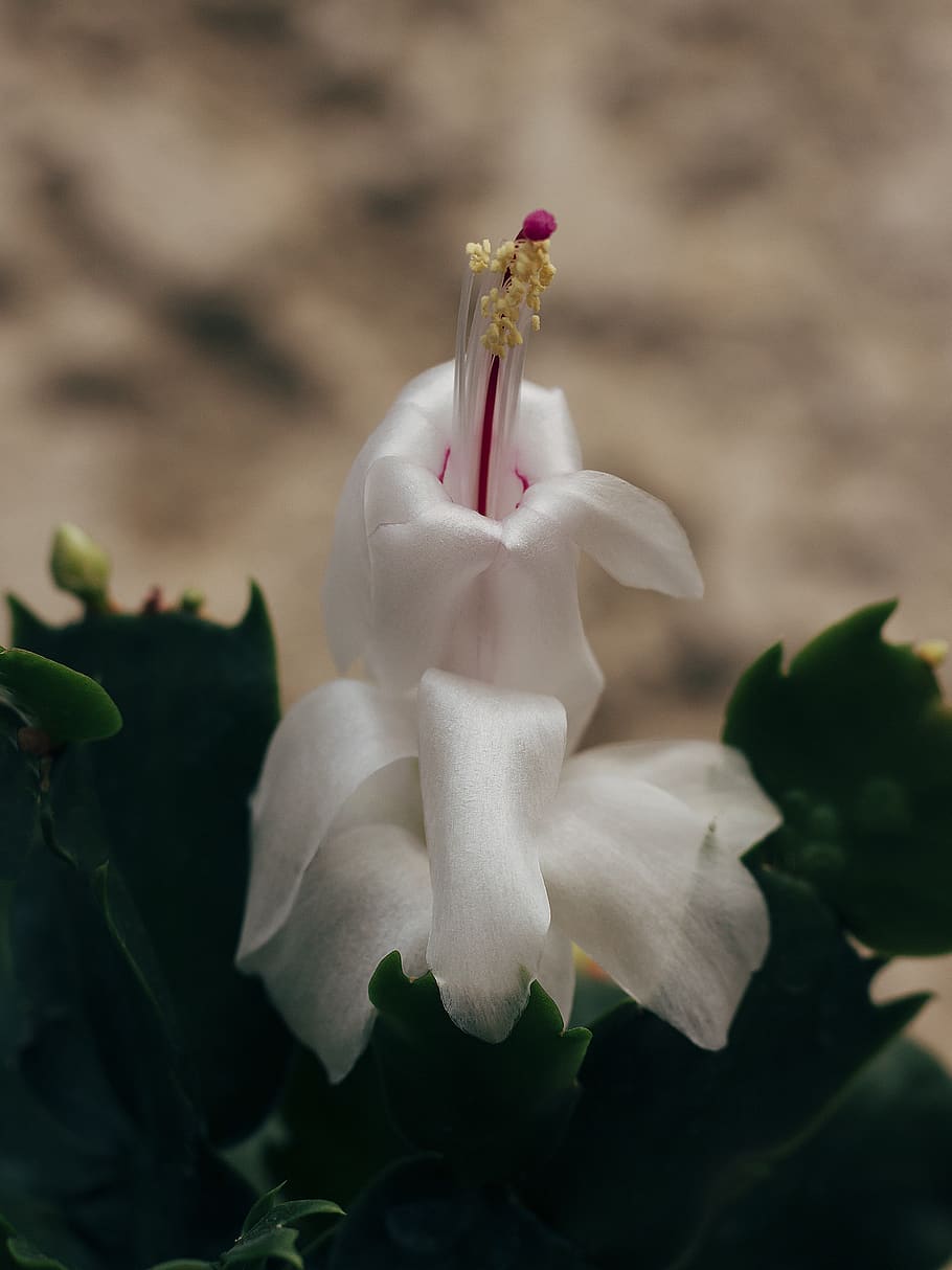 white-petaled flower, plant, blossom, pollen, geranium, acanthaceae HD wallpaper