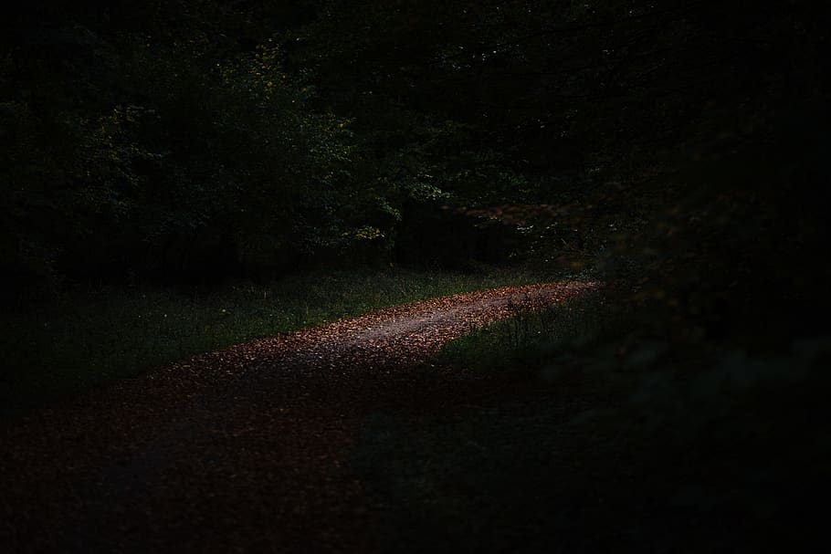 starry skies illustration, road, gravel, dirt road, plant, no people HD wallpaper