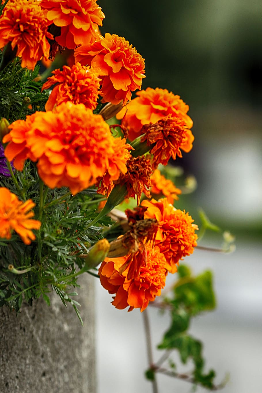 orange, blossom, flower, bloom, garden flower, flowering plant HD wallpaper