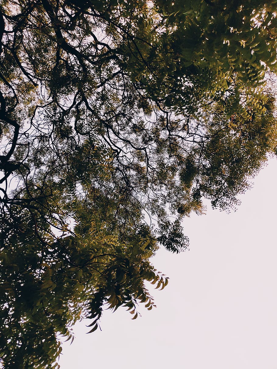india, coimbatore, 1071, tree, plant, sky, growth, low angle view HD wallpaper