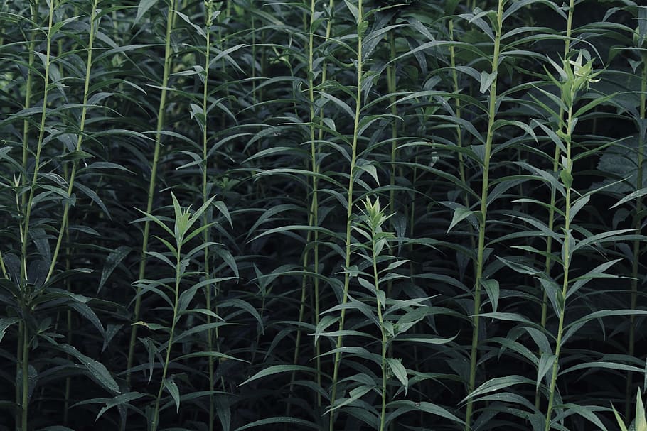green, grass, plants, nature, wallpaper, background, stock HD wallpaper