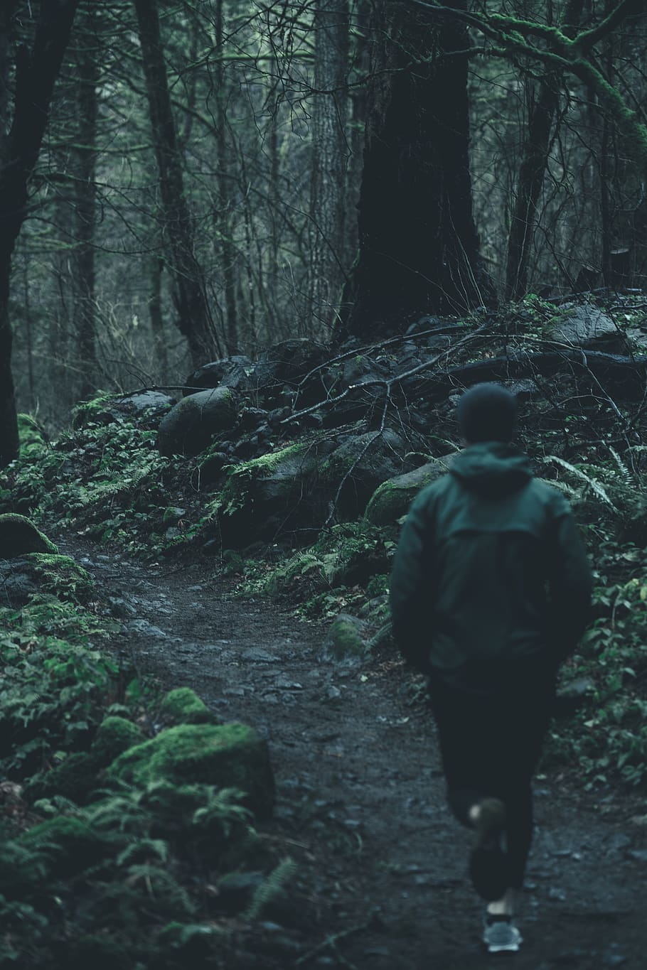 person between trees, forest, rear view, land, plant, trunk, tree trunk HD wallpaper