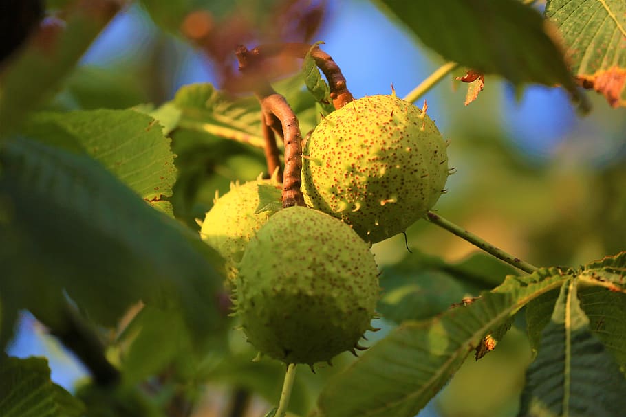 chestnut, tree, nature, autumn, plant, color, fruit, forest HD wallpaper