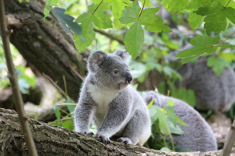 Koala Bear on Grey Wood Trunk on Daytime, animal, cute, fur, habitat HD wallpaper