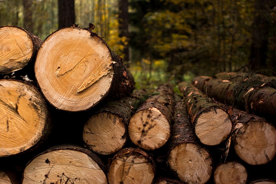 wood, trees, forest, woodland, nature, outdoor, timber, log HD wallpaper