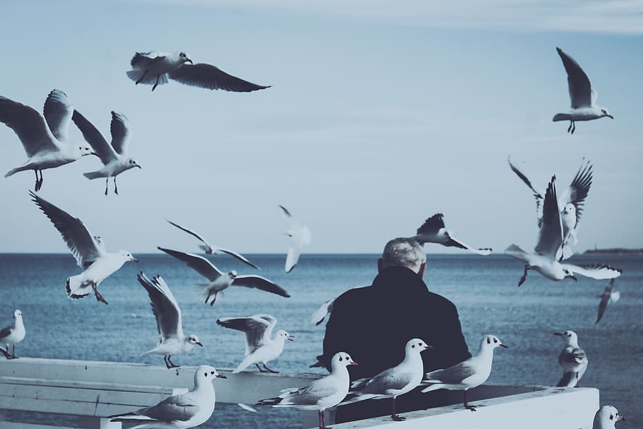 Man Sitting on Gray Chair, animals, beach, bench, feathers, flight HD wallpaper