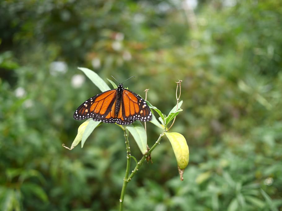 butterfly, monarch, insect, animal, invertebrate, coconut creek, fl HD wallpaper