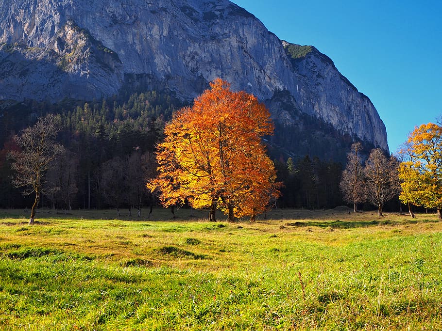 nature, tree, maple tree, discoloration, autumn, golden autumn HD wallpaper