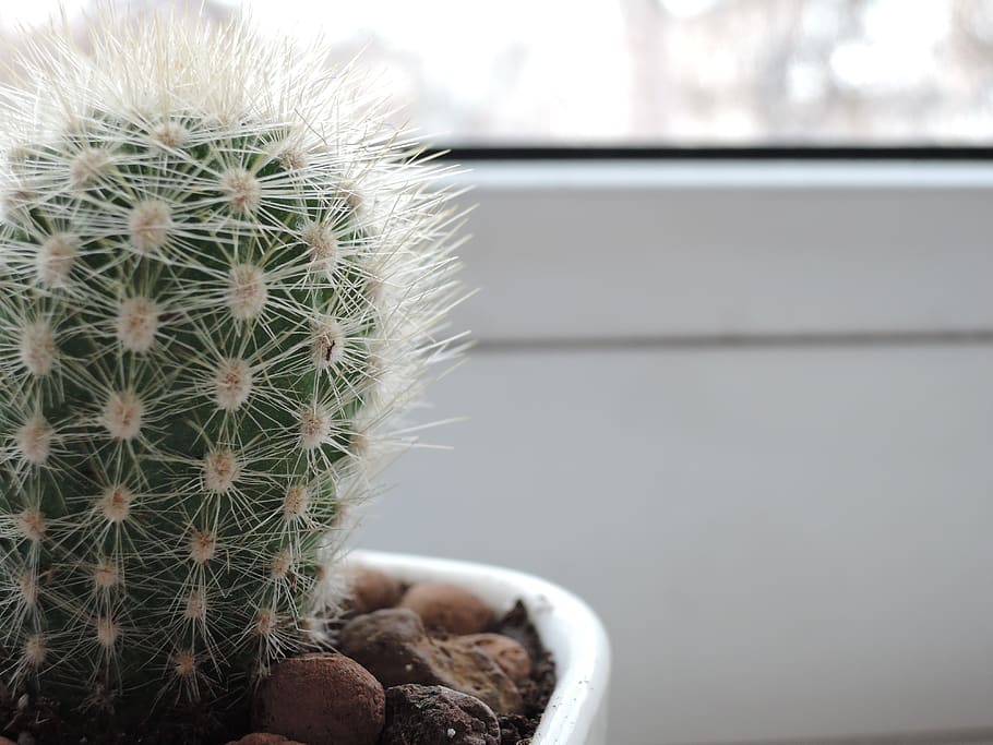 cactus, barb, green, scratchy, plant, needles, indoor, vegetation HD wallpaper
