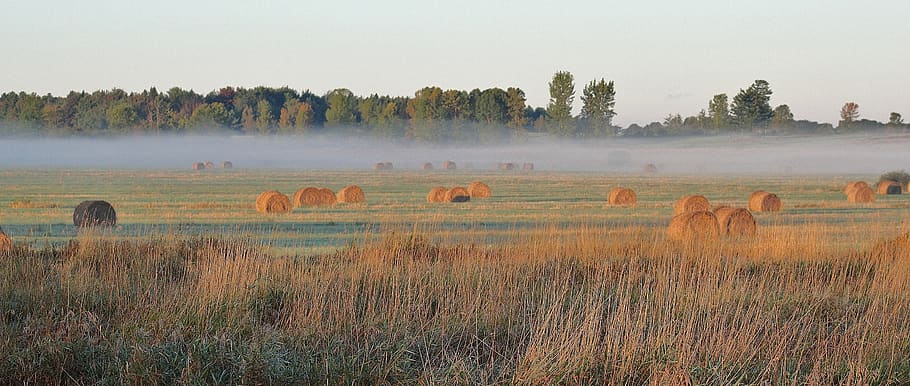 hay, field, agriculture, landscape, scenic, fog, colorful, bales HD wallpaper