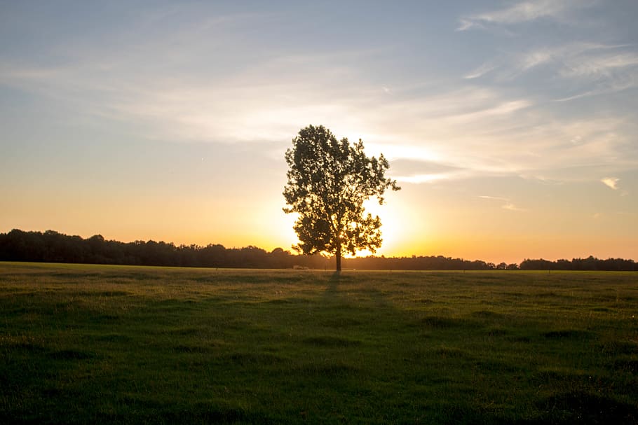 green trees surrounded by grass field, plant, outdoors, sky, sunlight HD wallpaper