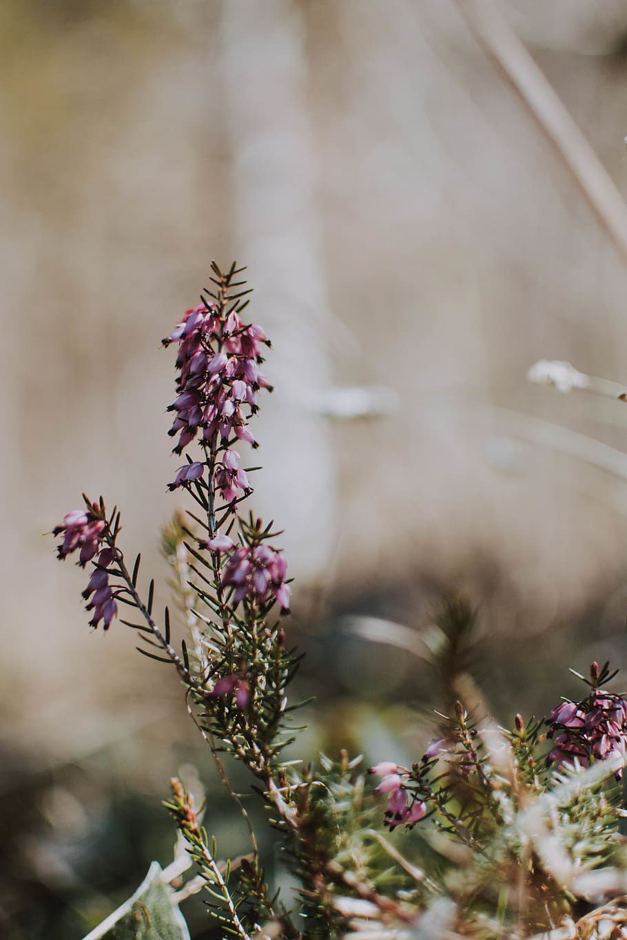Purple Flowers, bloom, blossom, field, flora, macro, plant, flowering plant HD wallpaper