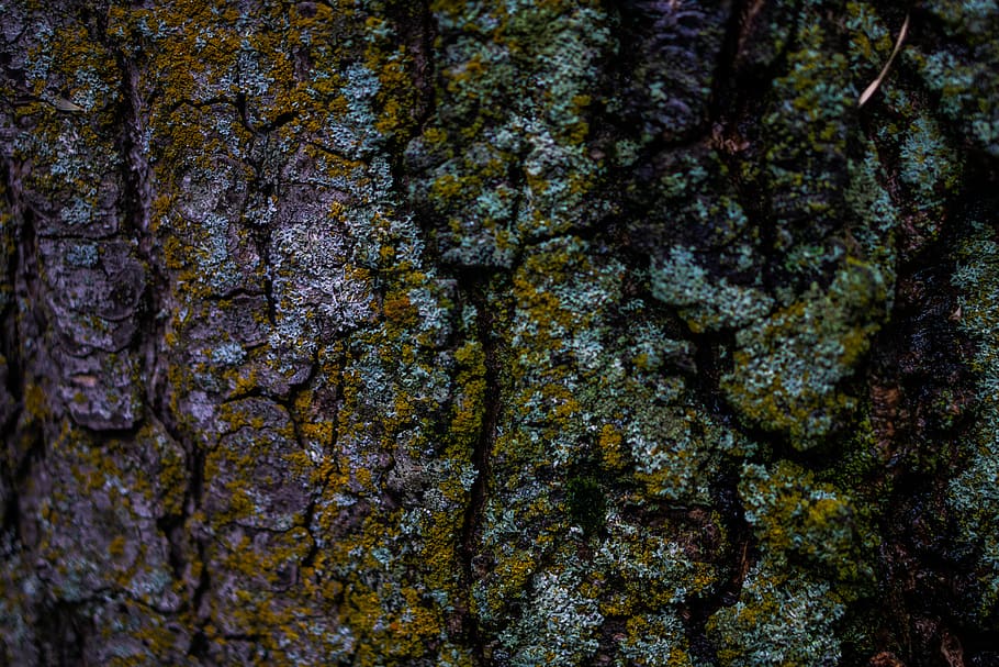 tree, trees, texture, forest, moss, full frame, textured, backgrounds HD wallpaper