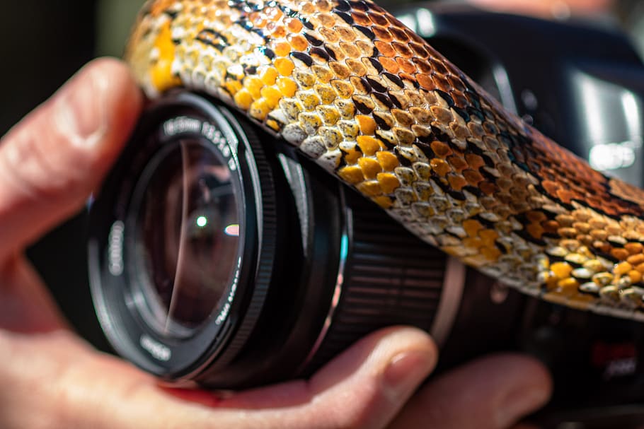 camera, human, person, electronics, usa, memphis, tn, meeman-shelby forest state park HD wallpaper